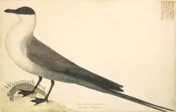 264 Swedish Birds . Larus Parasiticus, Artic Gull, Male